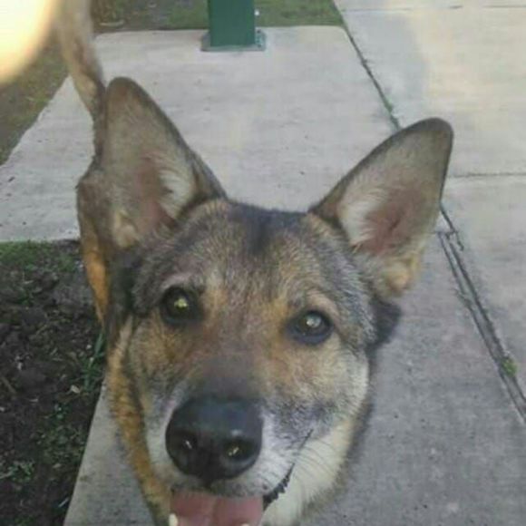 Meet your Posher, Carey - Picture 1 of 1